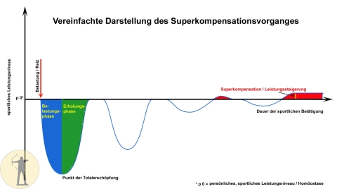 vereinfachte Darstellung des Superkompensationsvorganges